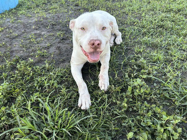 adoptable Dog in Ocala, FL named FROSTY