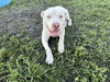 adoptable Dog in  named FROSTY