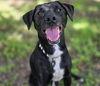 adoptable Dog in  named NALA