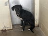 adoptable Dog in  named CHARCOAL