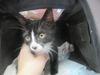 adoptable Cat in ocala, FL named BUTTER BEAN