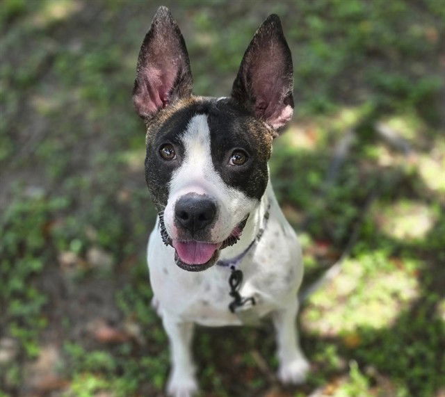 adoptable Dog in Ocala, FL named SKITTLES