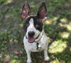 adoptable Dog in  named SKITTLES