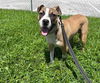 adoptable Dog in  named GRAPE