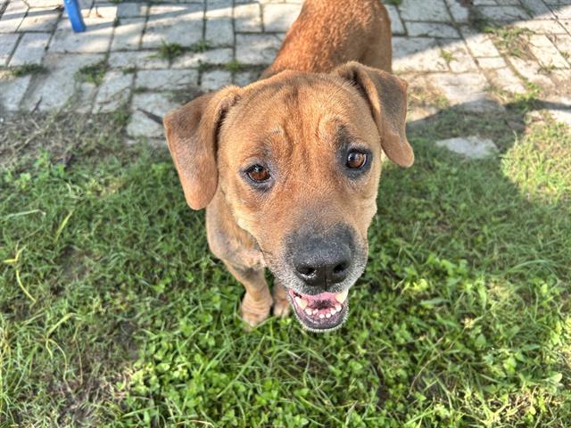 adoptable Dog in Ocala, FL named SUNDAE