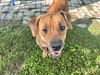 adoptable Dog in  named SUNDAE