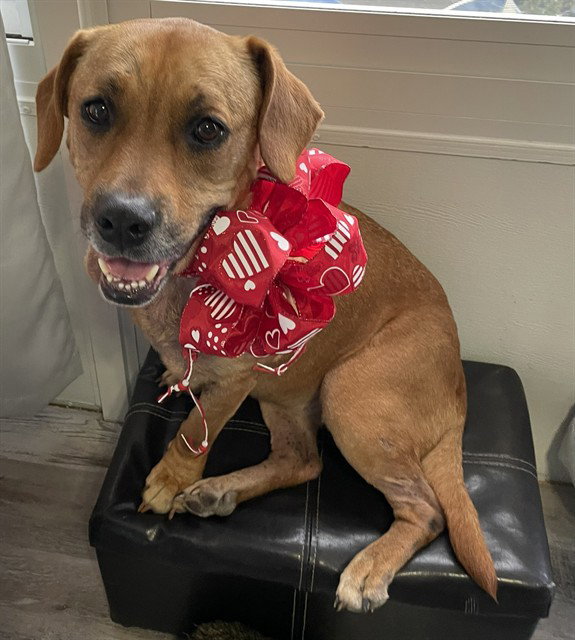 Black Mouth Cur