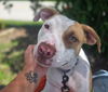adoptable Dog in  named SPARKLER