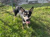 adoptable Dog in  named TANGO