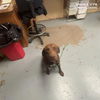 adoptable Dog in  named PETER