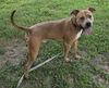 adoptable Dog in ocala, FL named ARNOLD