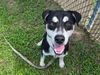 adoptable Dog in  named DJANGO