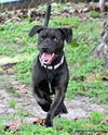 adoptable Dog in  named THUMPER