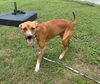 adoptable Dog in  named PEEPS