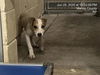 adoptable Dog in  named APPLE