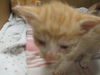 adoptable Cat in ocala, FL named A358275