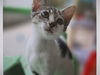 adoptable Cat in ocala, FL named SPRINKLES