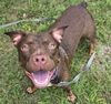adoptable Dog in  named HARLEY