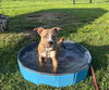 adoptable Dog in  named EZZY