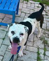adoptable Dog in  named EGGPLANT
