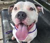 adoptable Dog in  named BANANA