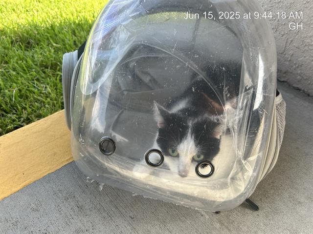 adoptable Cat in Ocala, FL named A362953