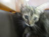 adoptable Cat in ocala, FL named ASH