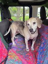 adoptable Dog in  named WINSTON