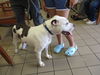 adoptable Dog in  named TROY