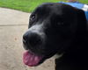 adoptable Dog in  named LOBSTER