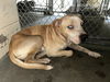 adoptable Dog in ocala, FL named TOBY