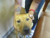 adoptable Dog in  named MABEL
