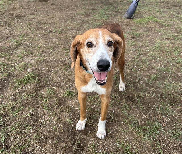 adoptable Dog in Ocala, FL named TWEETY BIRD