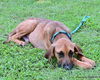 adoptable Dog in  named JETT