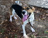 adoptable Dog in  named TURTLE