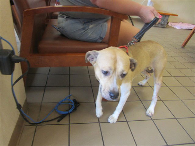 adoptable Dog in Ocala, FL named SIREN