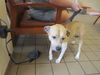 adoptable Dog in  named SIREN