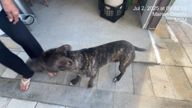 adoptable Dog in Ocala, FL named GUMBY