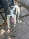 adoptable Dog in  named BOND