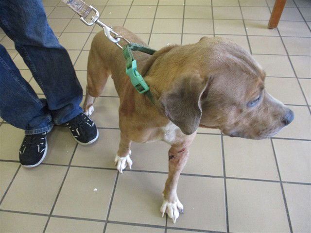 adoptable Dog in Ocala, FL named SKIPPER