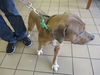 adoptable Dog in  named SKIPPER