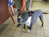 adoptable Dog in  named SNORKEL