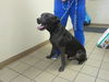 adoptable Dog in  named ATLANTIC