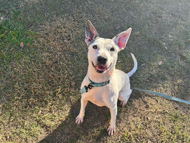adoptable Dog in Ocala, FL named DAISY DUKE