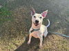 adoptable Dog in  named DAISY DUKE