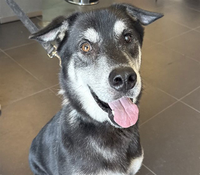 adoptable Dog in Ocala, FL named OL' ROY