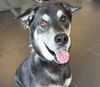adoptable Dog in  named OL