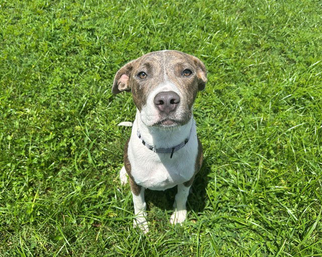 adoptable Dog in Ocala, FL named JELLY