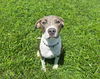 adoptable Dog in  named JELLY