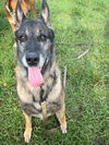 adoptable Dog in  named PATRIOT